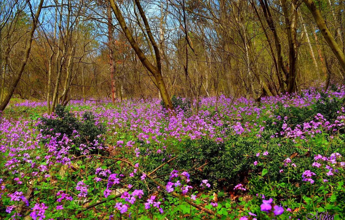 Photo wallpaper Spring, Glade, Spring, Flowering, Field, Flowering