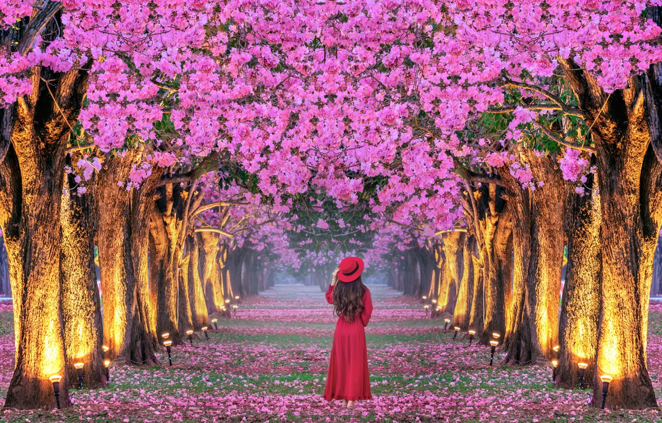 Photo wallpaper girl, trees, cherry, Park, spring, Japan, Sakura, Japan, girl, alley, flowering, trees, landscape, pink, blossom, …