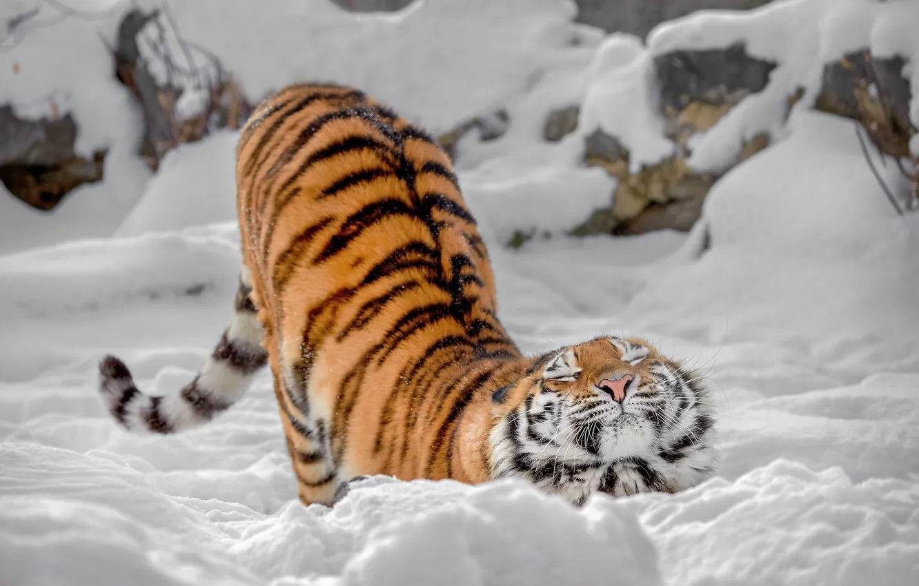 Photo wallpaper winter, snow, tiger, kitty, wild cat, potyagushki, Oleg Bogdanov