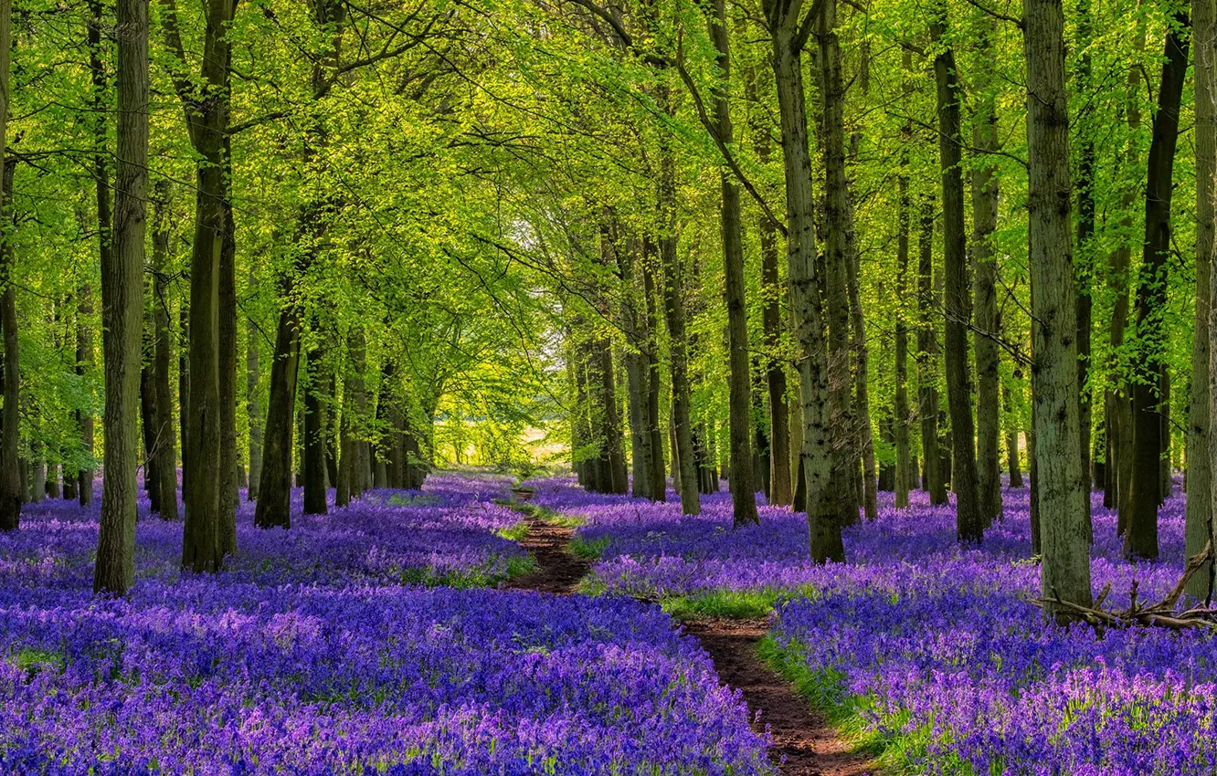 Photo wallpaper forest, trees, nature, flowers, plants, walkway, path, Bluebells