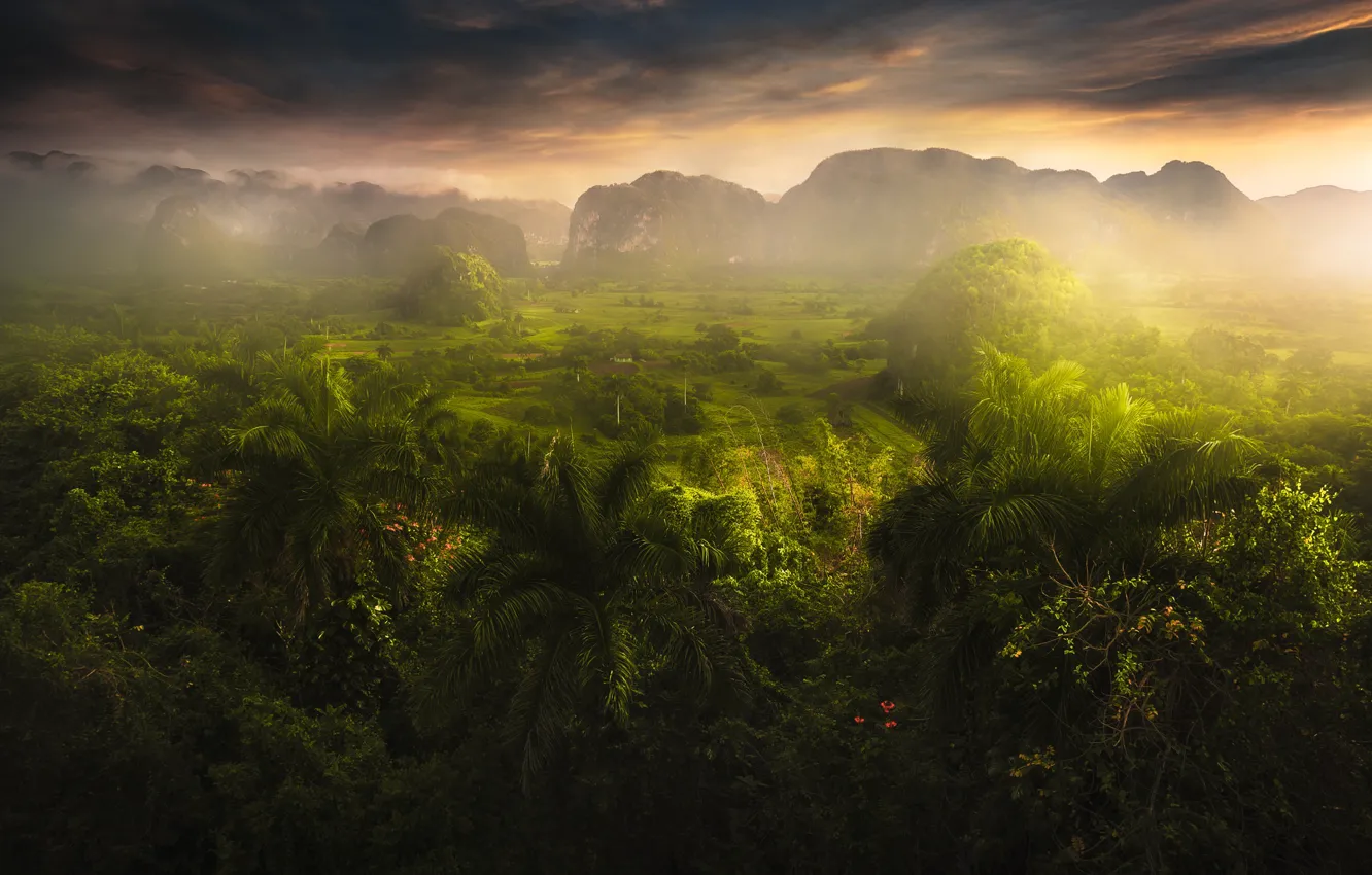 Photo wallpaper mountains, palm trees, field, valley, jungle, haze