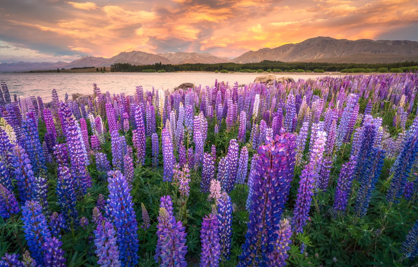 Photo wallpaper field, clouds, flowers, mountains, shore, glade, meadow, pond, a lot, flower field, lilac, lupins