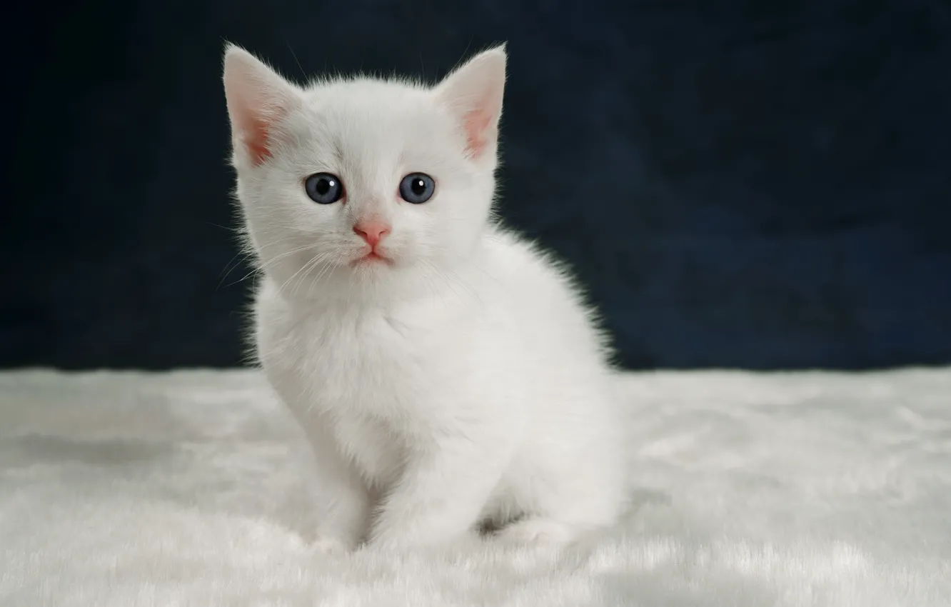 Photo wallpaper cat, white, kitty, background, kitty, sitting