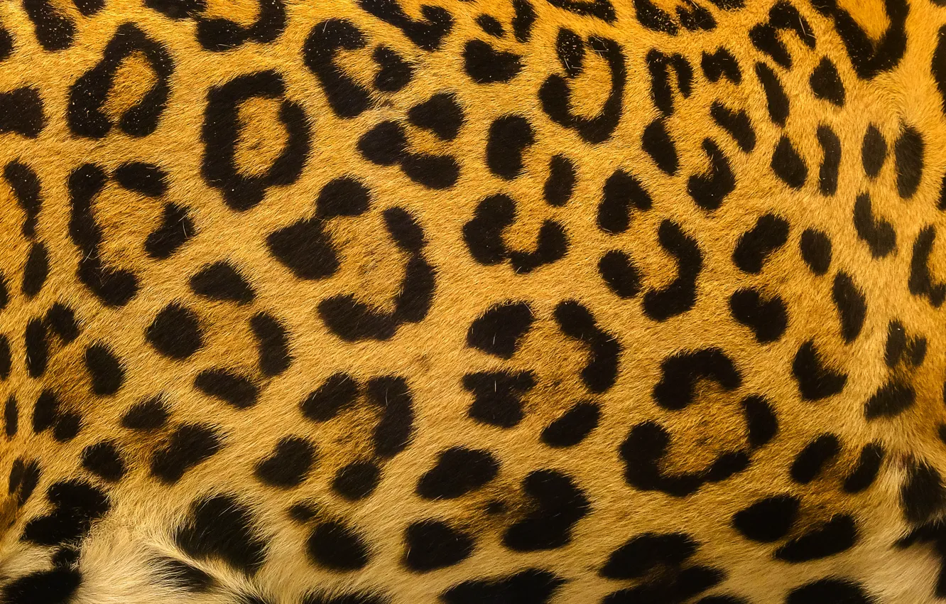 Photo wallpaper background, leopard, skin, fur, leopard, texture, fur, skin
