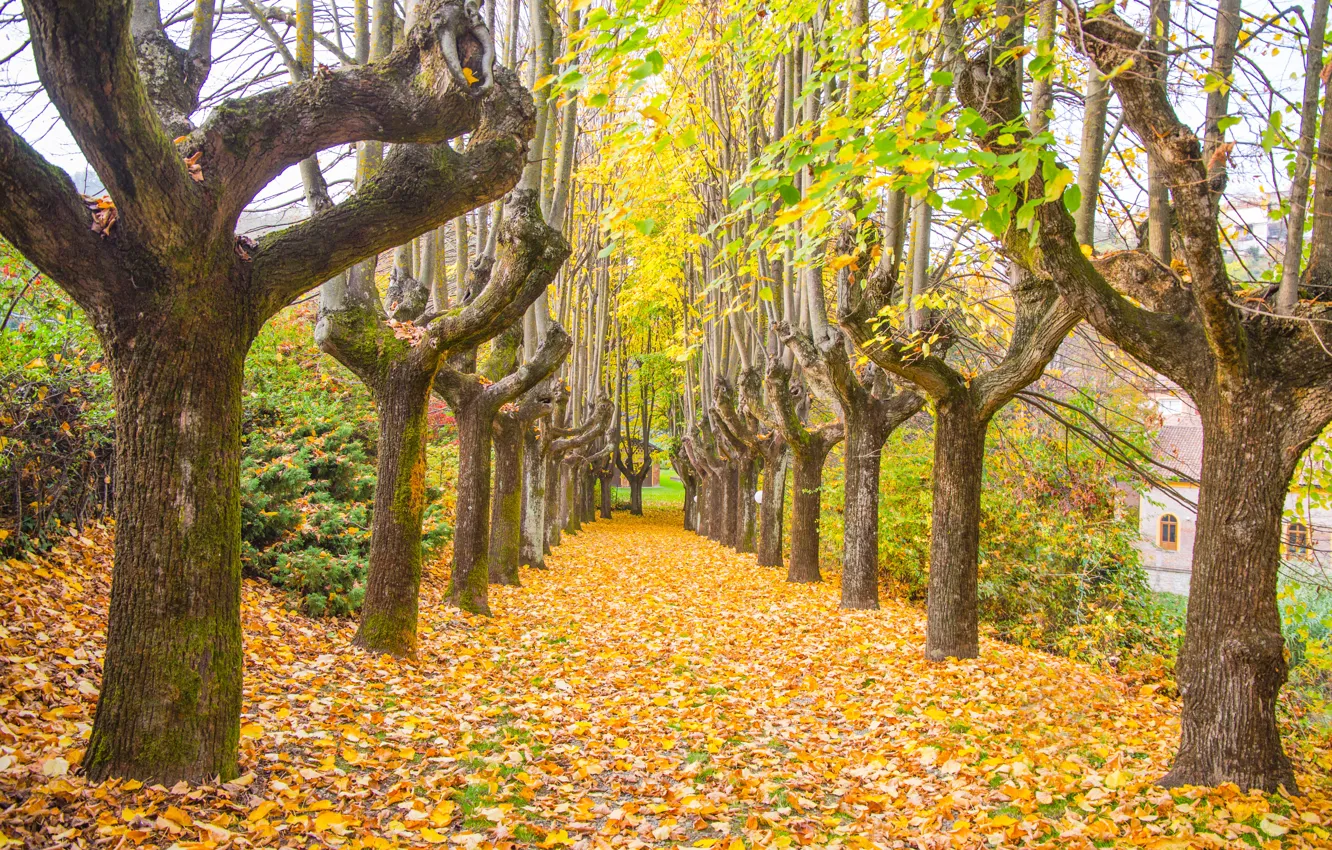 Photo wallpaper autumn, leaves, trees, Park, trail, nature, yellow, park, autumn, leaves, tree, path