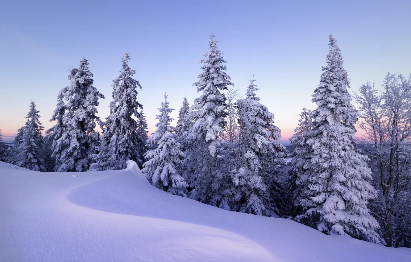 Photo wallpaper winter, snow, trees, Switzerland, ate, the snow