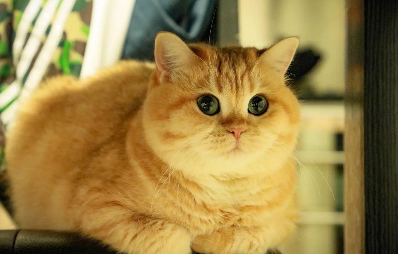Photo wallpaper cat, cat, look, face, pose, lies, Golden chinchilla