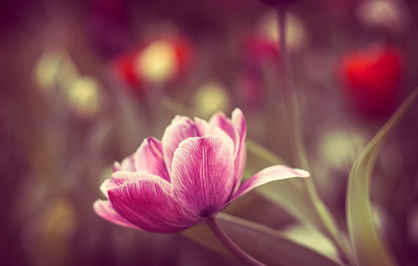 Wallpaper flower, leaves, pink, Tulip, spring, bokeh, blurred background  images for desktop, section цветы - download
