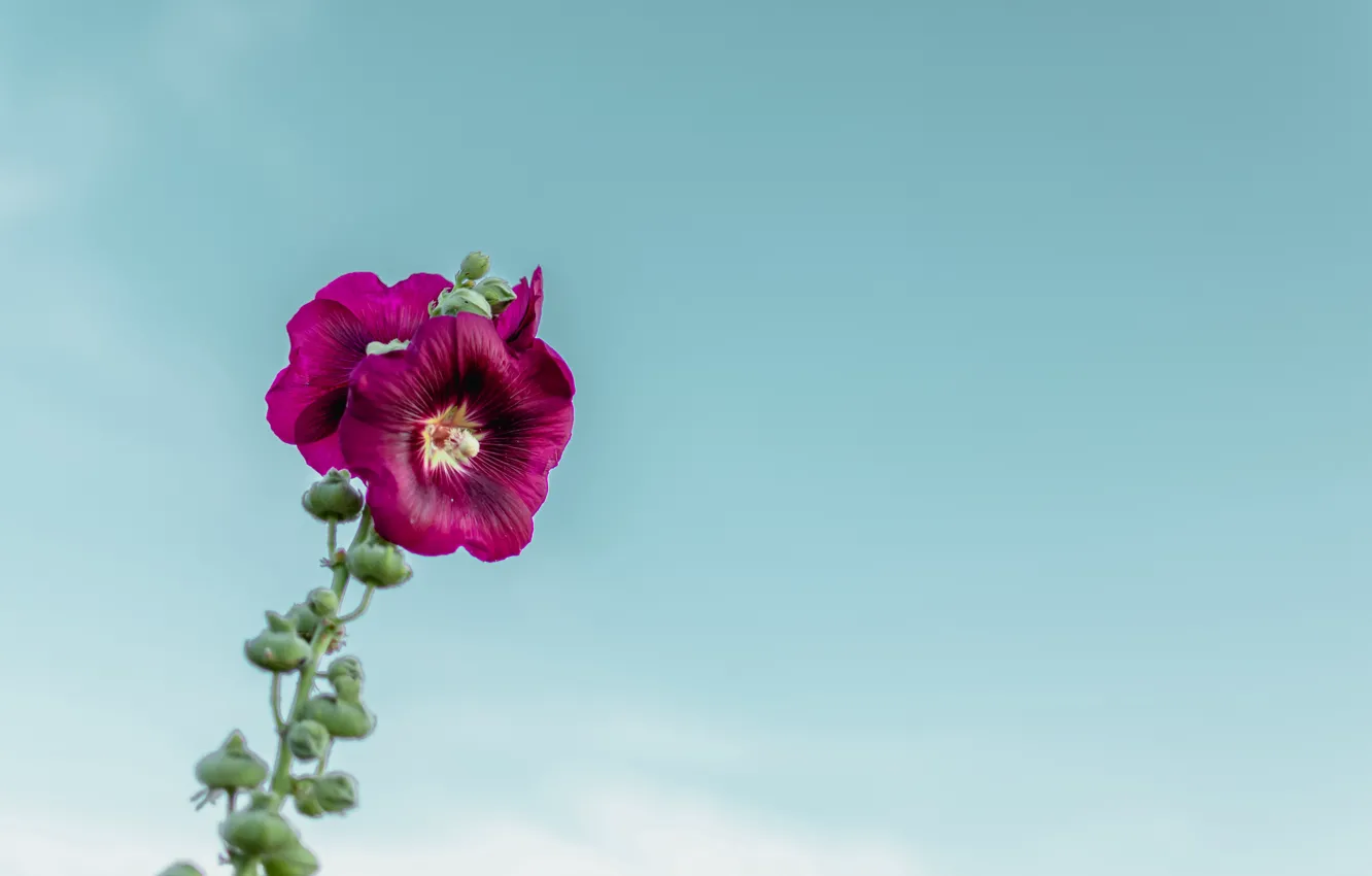 Wallpaper flower, sky, macro, blur, purple, bloom, buds, stem, 4k ultra hd  background, Mallow flower images for desktop, section макро - download