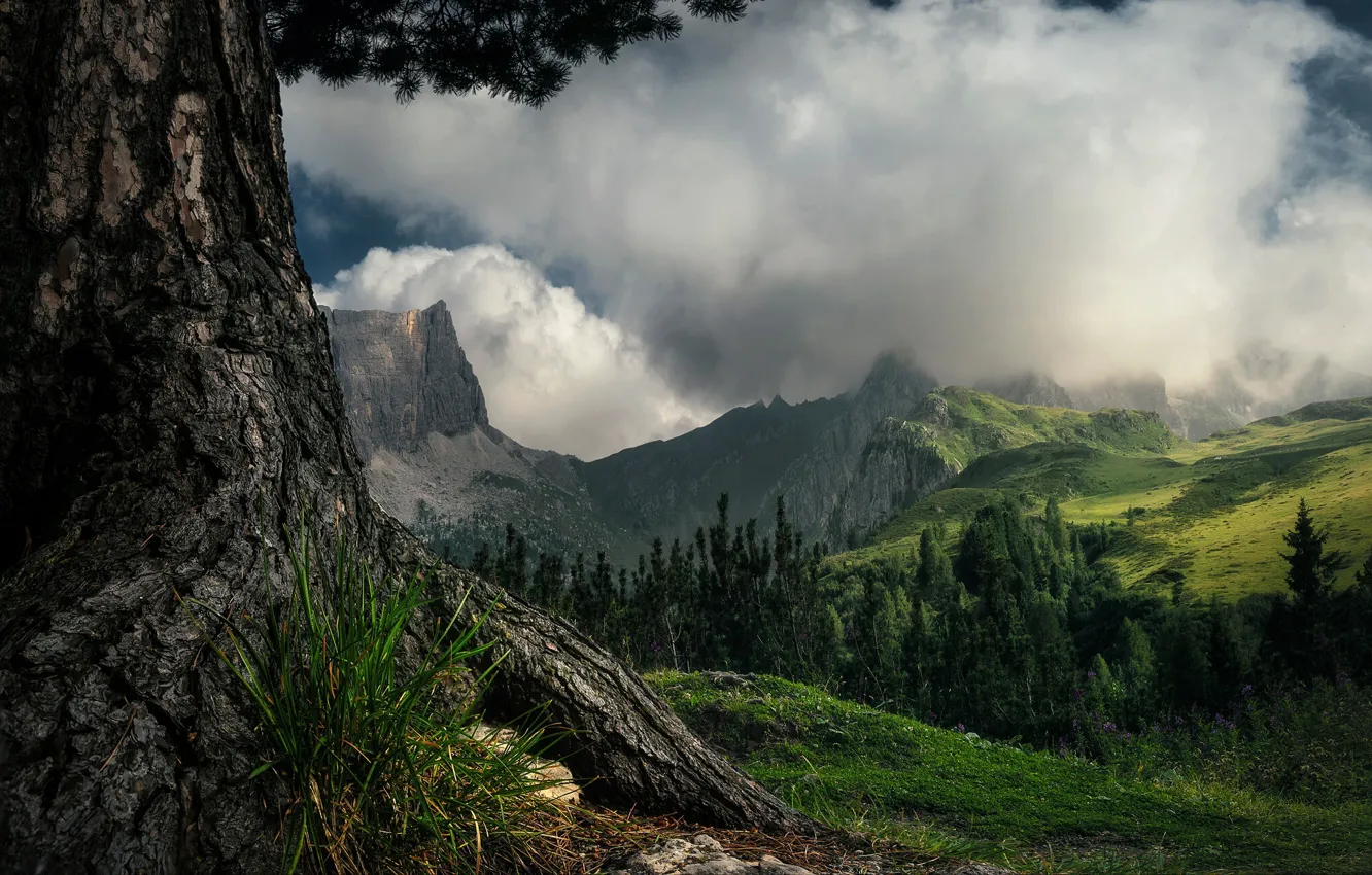 Photo wallpaper forest, grass, clouds, landscape, mountains, nature, tree, slope, Italy, pine, The Dolomites, Perlikowski James