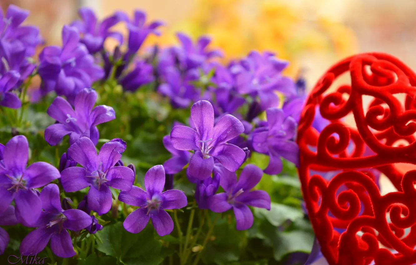 Photo wallpaper Bells, Flowers, Flowers, Purple flowers, Purple flowers