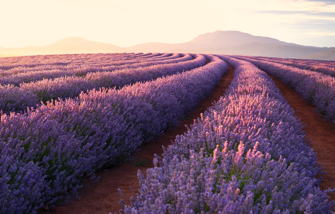 Photo wallpaper field, summer, the sky, light, flowers, spring, horizon, sky, landscape, lavender, lavender
