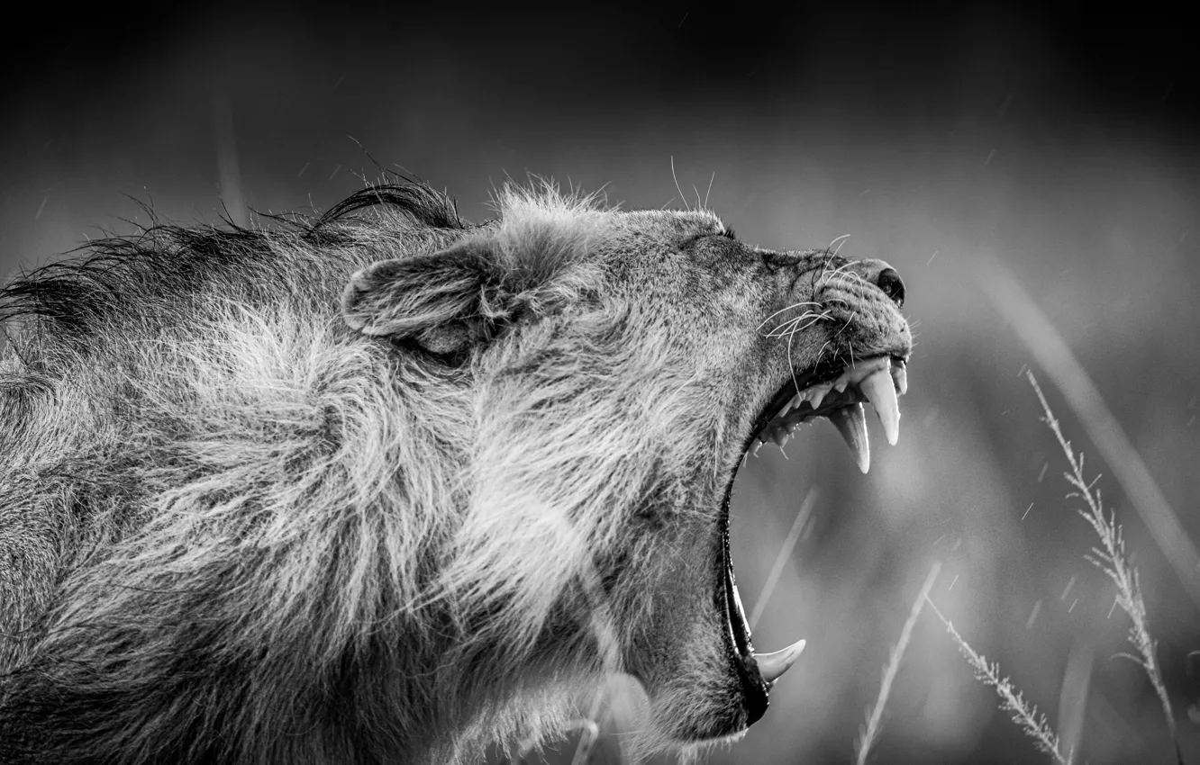 Photo wallpaper face, Leo, mouth, black and white, the king of beasts, fangs, grin, monochrome