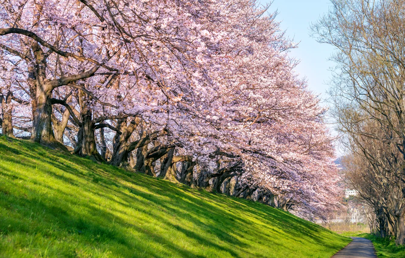 Photo wallpaper cherry, Park, spring, Japan, Sakura, Japan, flowering, landscape, pink, blossom, park, sakura, cherry, spring