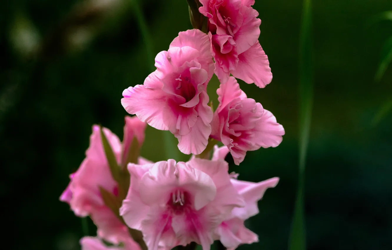 Photo wallpaper macro, pink, Gladiolus