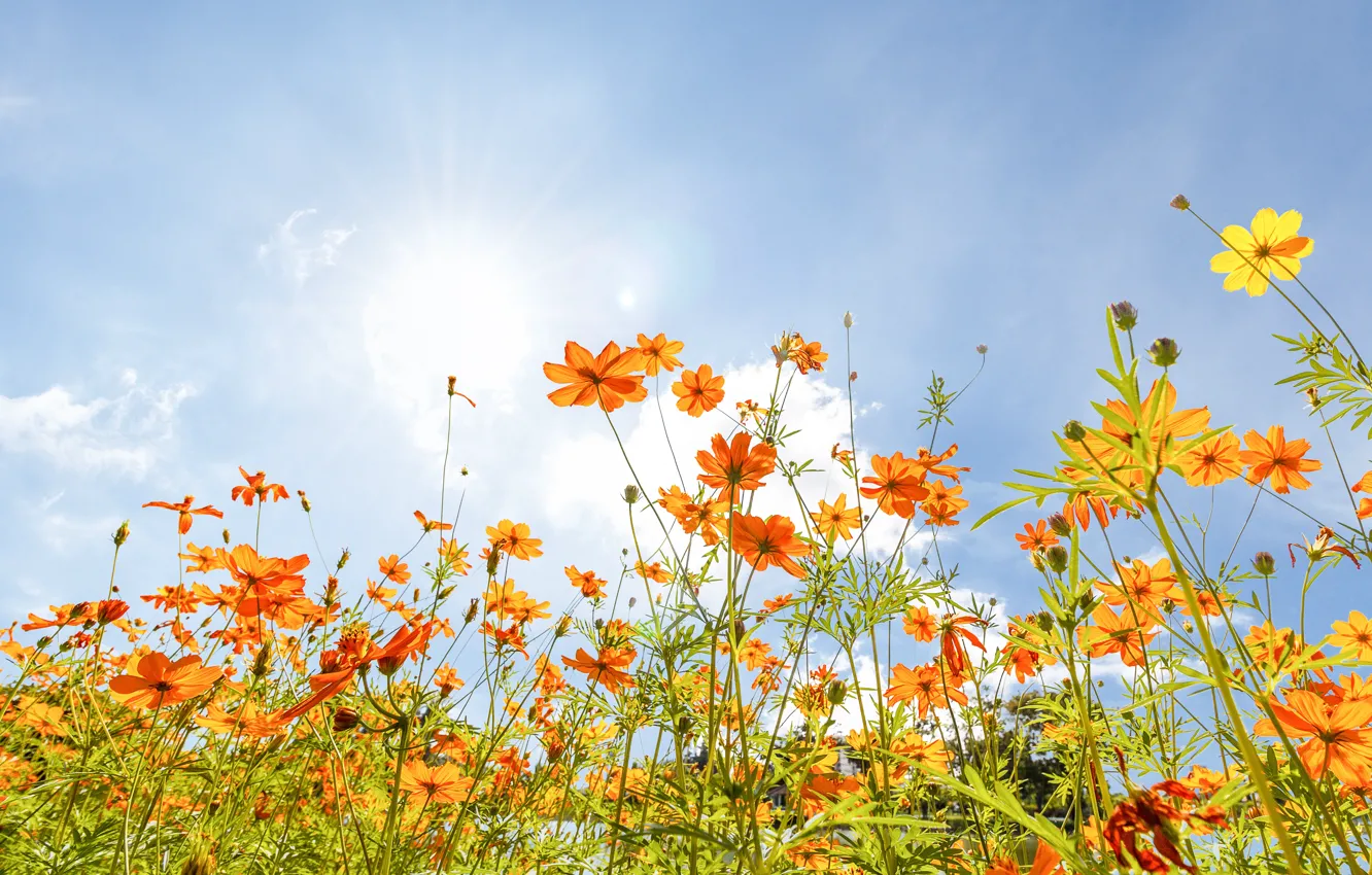 Photo wallpaper field, summer, the sky, the sun, flowers, colorful, meadow, summer, field, flowers, cosmos, meadow