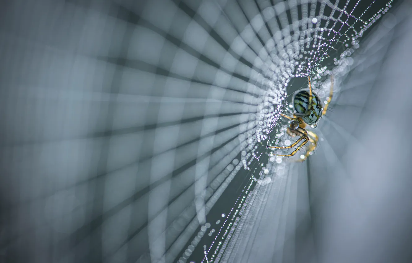 Photo wallpaper macro, web, spider