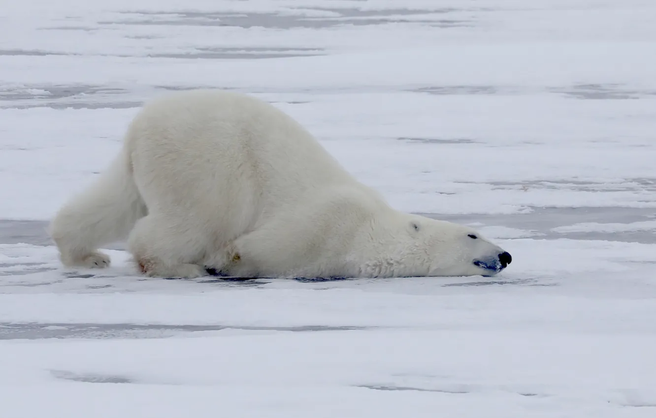 Wallpaper winter, Polar bear, Polar