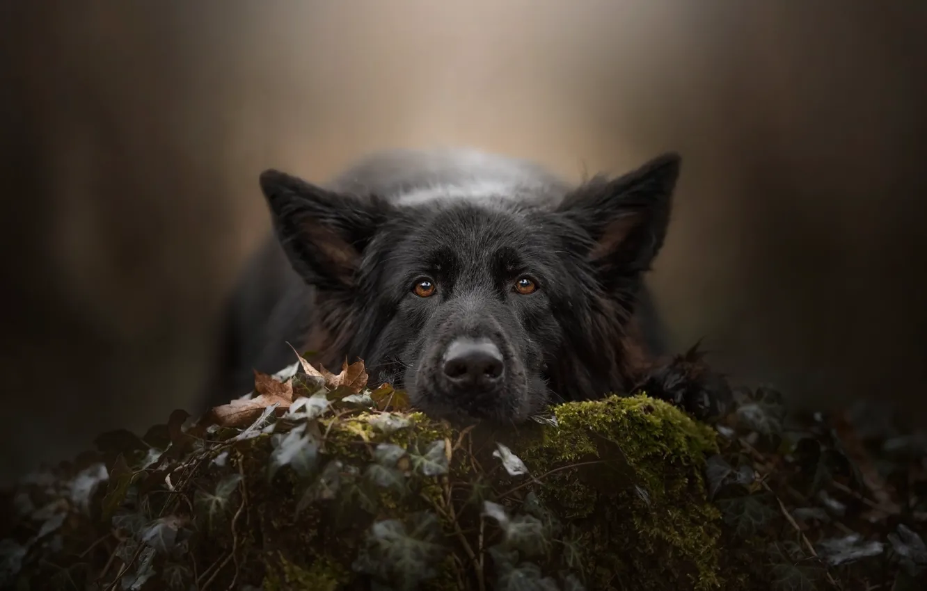 Wallpaper look, face, background, moss, dog, German shepherd images for  desktop, section собаки - download