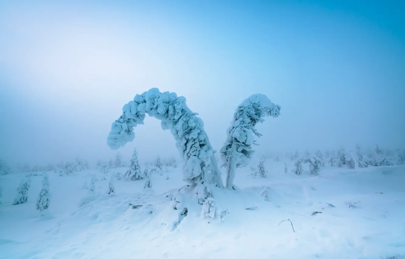 Wallpaper Winter Frost Forest Snow Trees Nature Fog Ate Blue Background Winter Christmas Trees Snowy Images For Desktop Section Pejzazhi Download