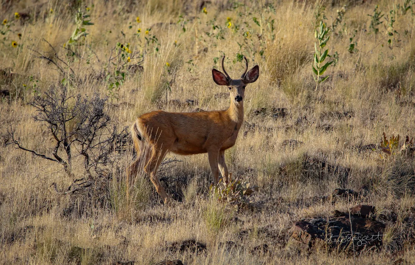Wallpaper field, stones, vegetation, horns, Oh Deer images for desktop,  section животные - download