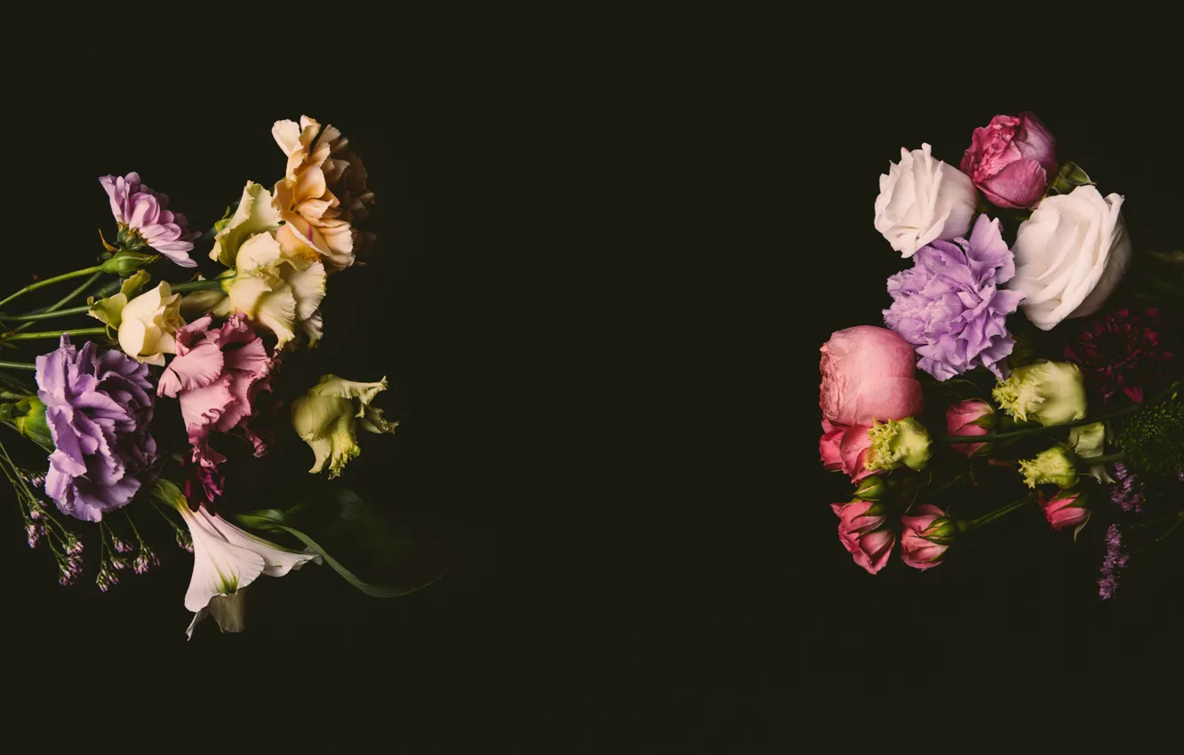 Wallpaper flowers, roses, colorful, pink, black background, black, pink,  flowers, background, lilac, roses, violet, clove images for desktop,  section цветы - download