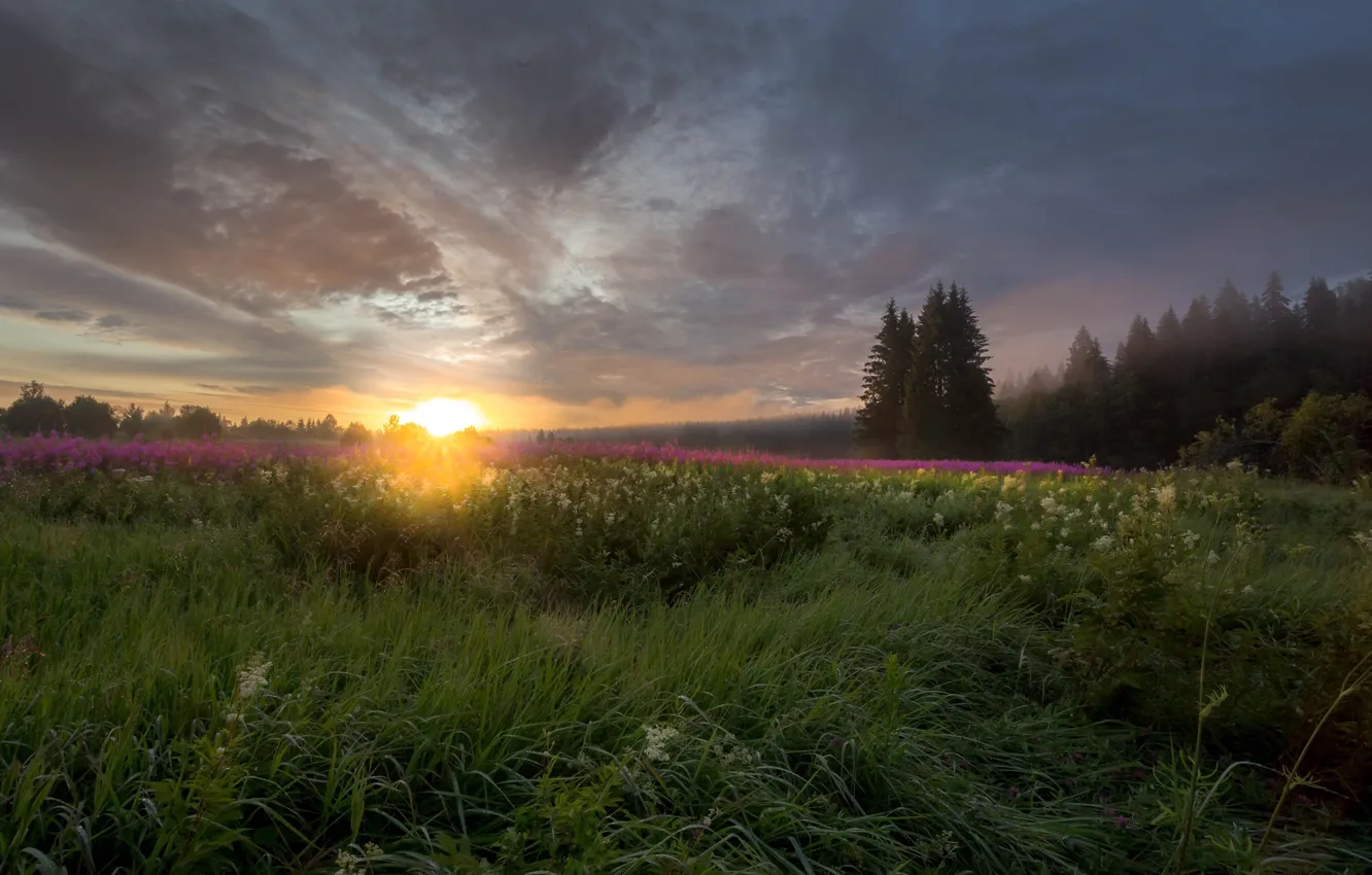 Photo wallpaper field, summer, the sun, landscape, nature, fog, sunrise, dawn, morning, grass, forest, Karelia, Ivan-tea, fireweed, …