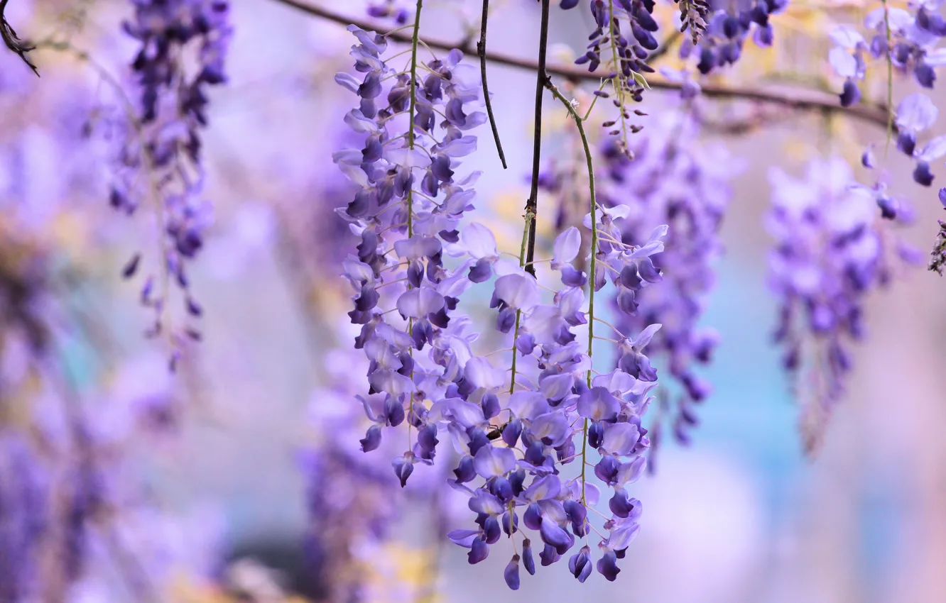 Wallpaper Flowers Background Lilac Lilac Bokeh Wisteria Wisteria Hanging Images For Desktop Section Cvety Download