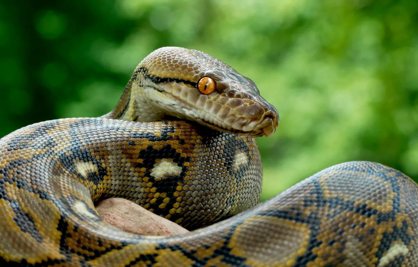 Photo wallpaper snake, predator, scales