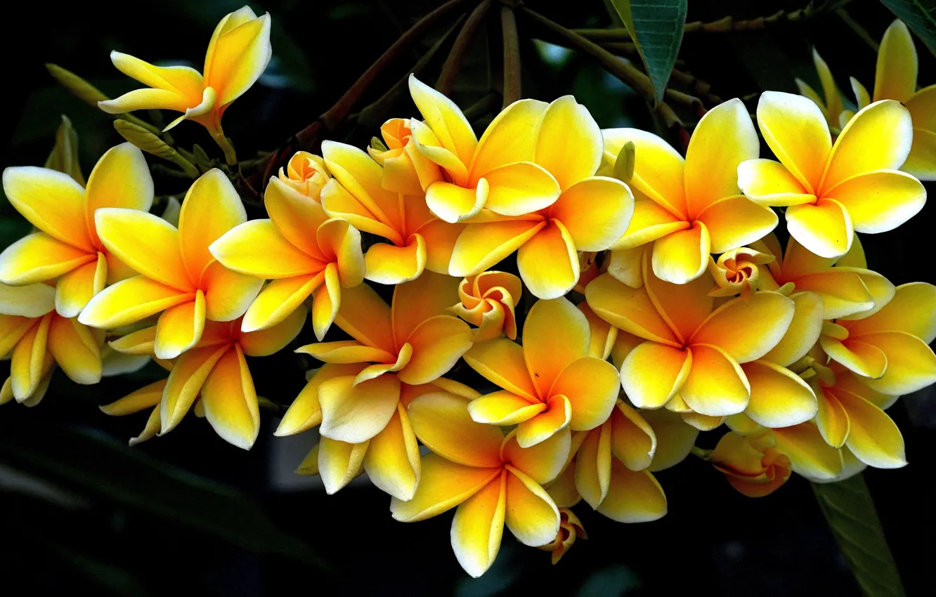 Wallpaper leaves, flowers, the dark background, yellow, flowering, a lot,  plumeria, frangipani images for desktop, section цветы - download