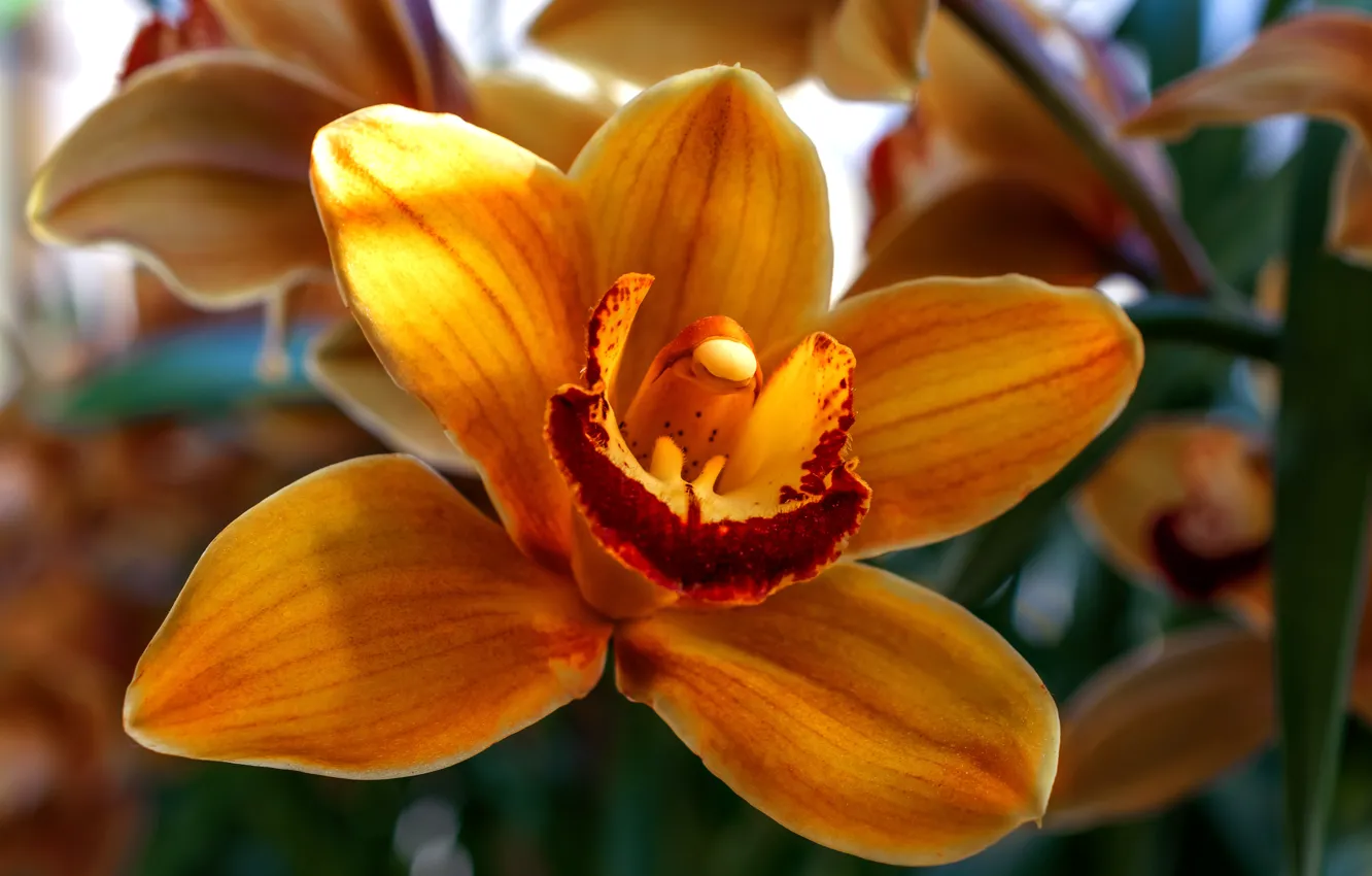 Photo wallpaper flower, nature, beauty, Orchid, beautiful flower