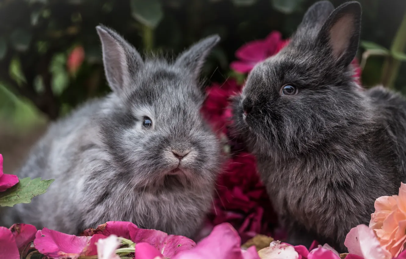 Wallpaper look, flowers, petals, rabbit, rabbits, grey, a couple, Duo, two,  faces, Pets, home, Bunny, two rabbits images for desktop, section животные  - download