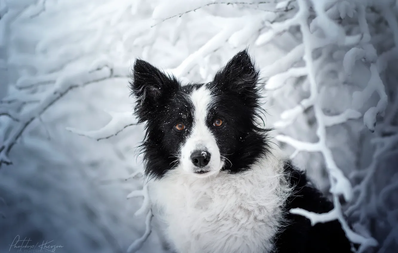 Photo wallpaper winter, look, face, snow, branches, dog, The border collie, Ekaterina Kikot