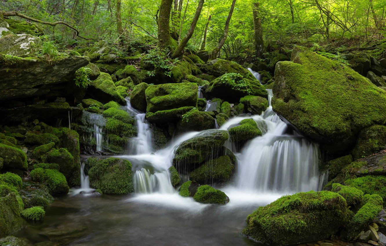 Wallpaper forest, water, nature, stones, waterfall, moss, Korea images for  desktop, section природа - download