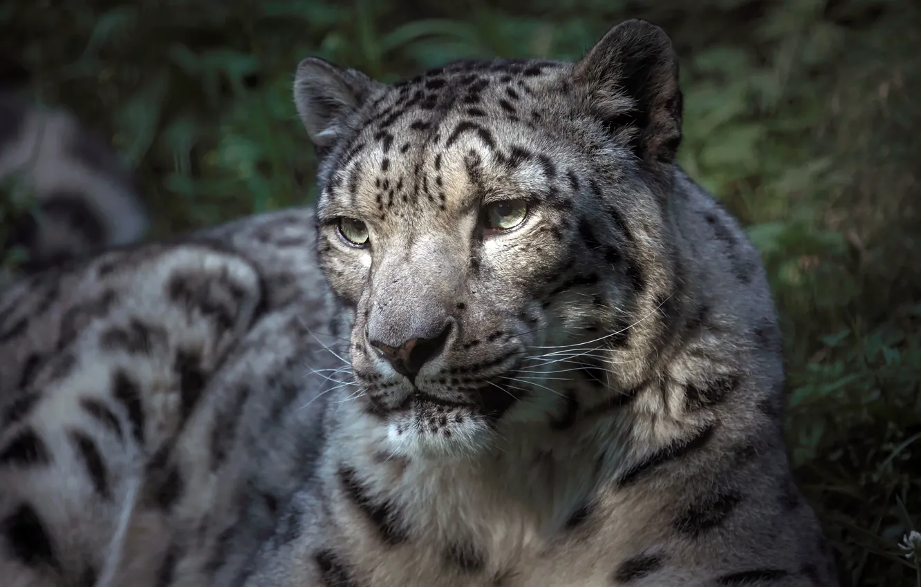 Photo wallpaper eyes, look, face, light, stay, portrait, lies, IRBIS, snow leopard, handsome, in the shadows