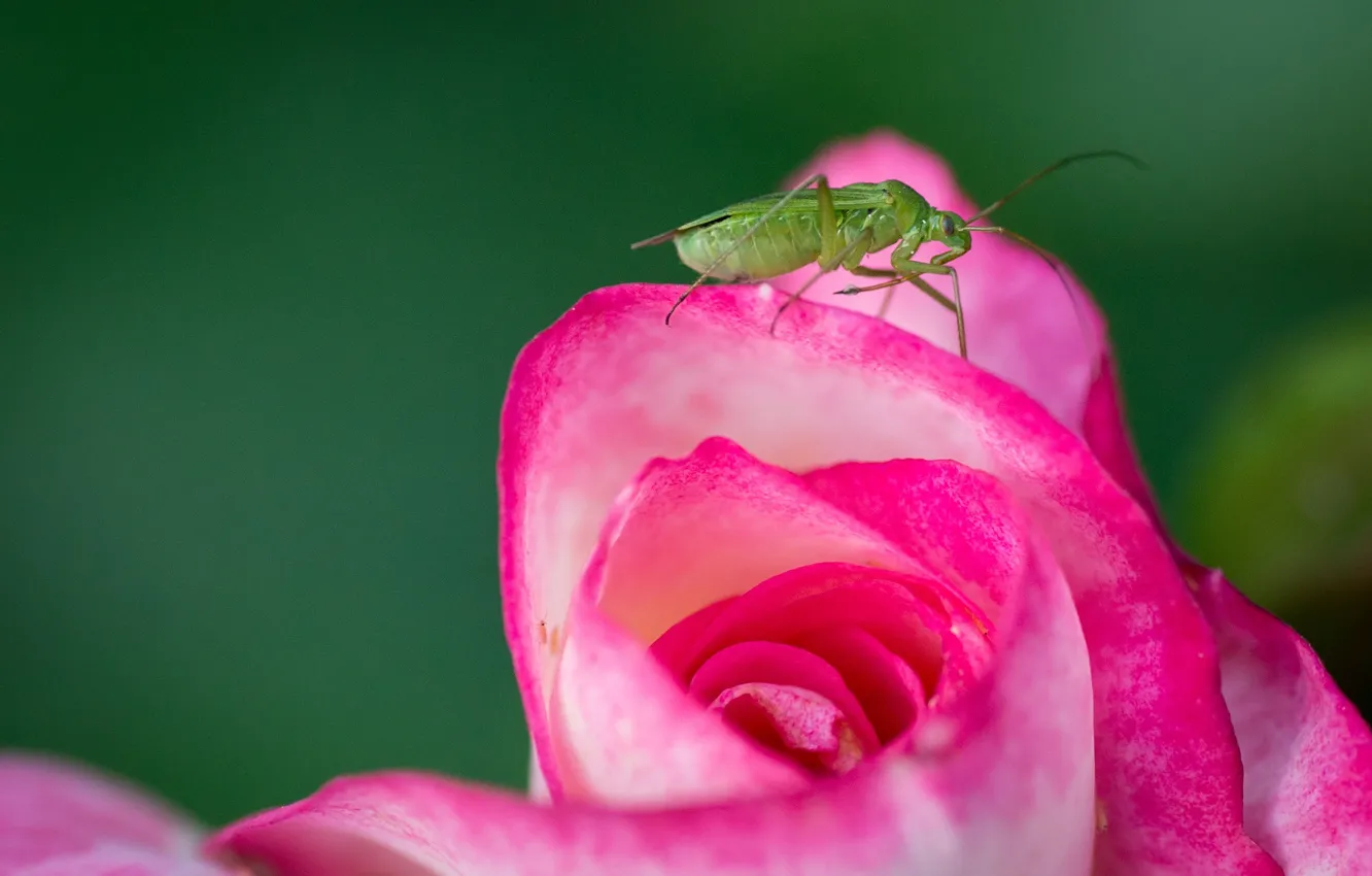 Photo wallpaper macro, background, rose, Bud, insect, grasshopper
