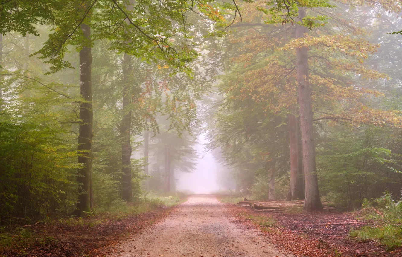 Photo wallpaper road, autumn, forest, fog, foliage, morning