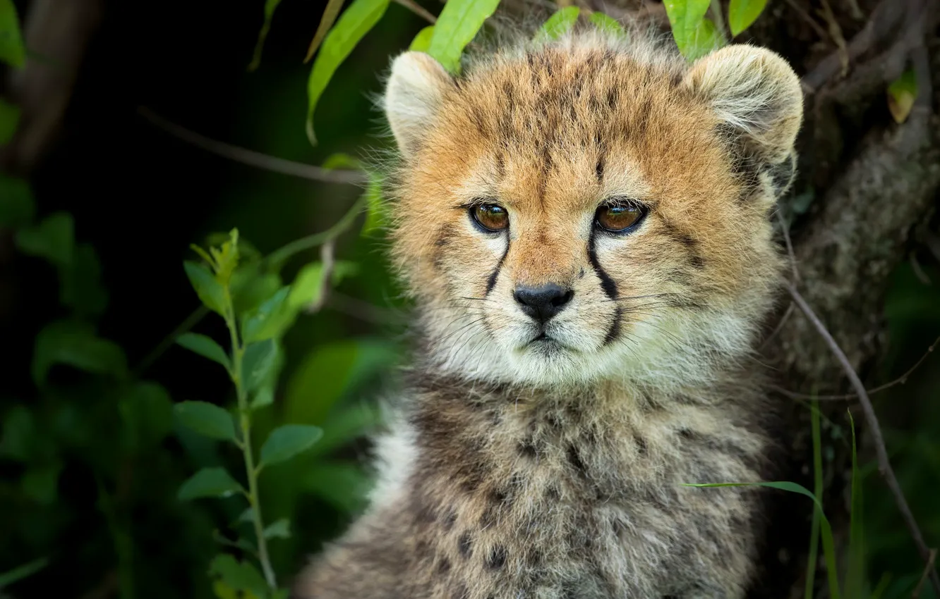 Wallpaper grass, look, portrait, baby, Cheetah, face, cub images for  desktop, section кошки - download