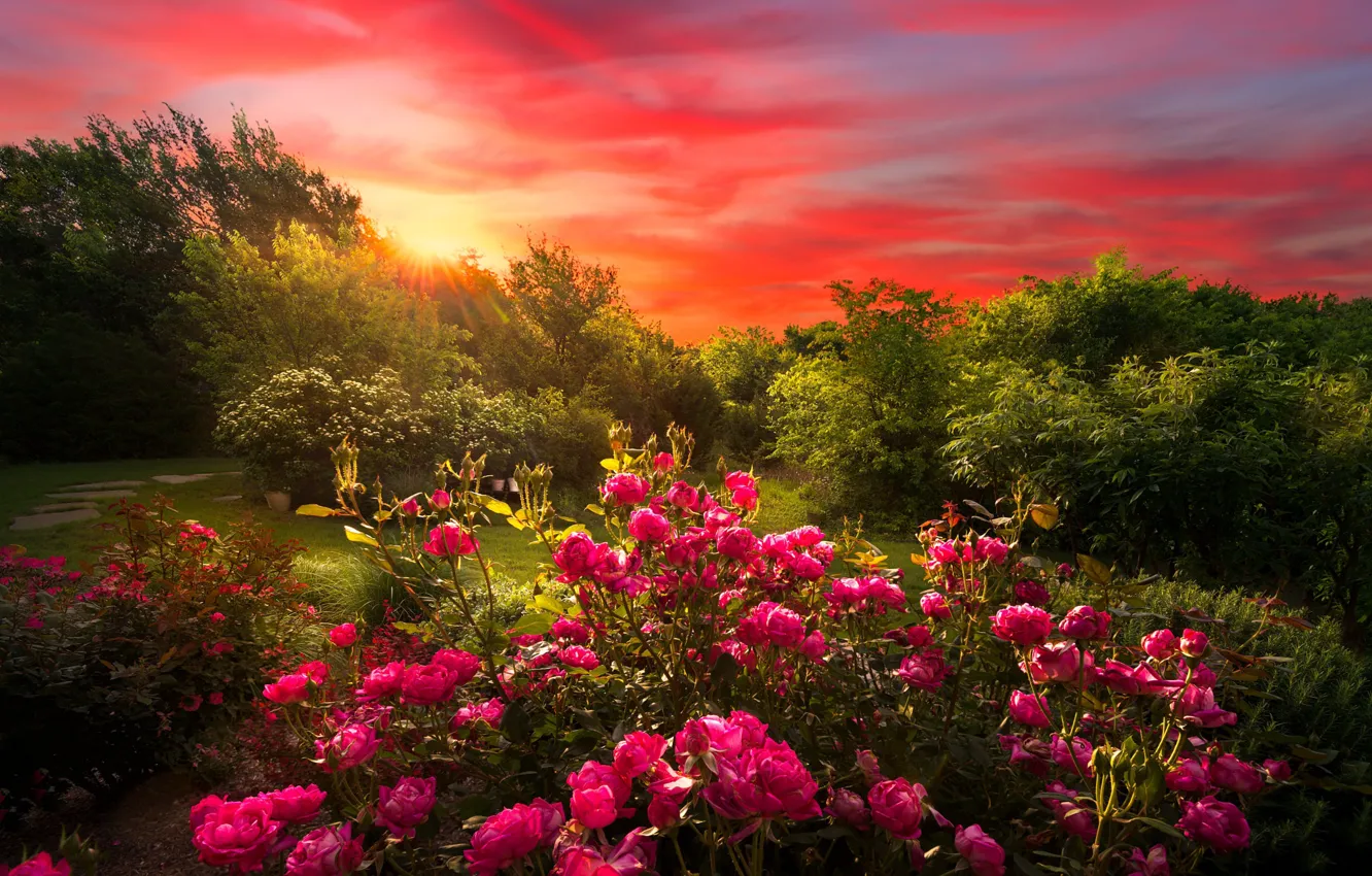 Greatest Roses Garden Wallpaper - flower Gardens 3