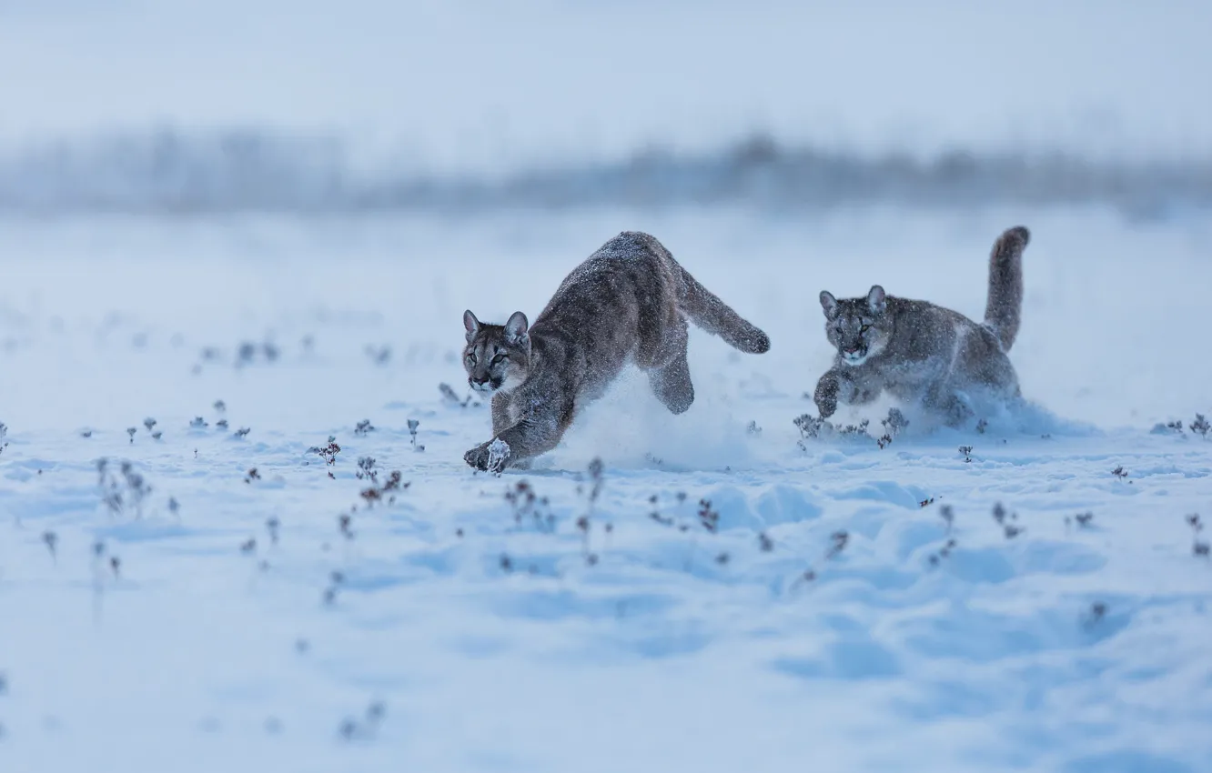 Photo wallpaper winter, field, snow, running, pair, the snow, Puma, Cougar, Cougars, race, Cougars, две пумы