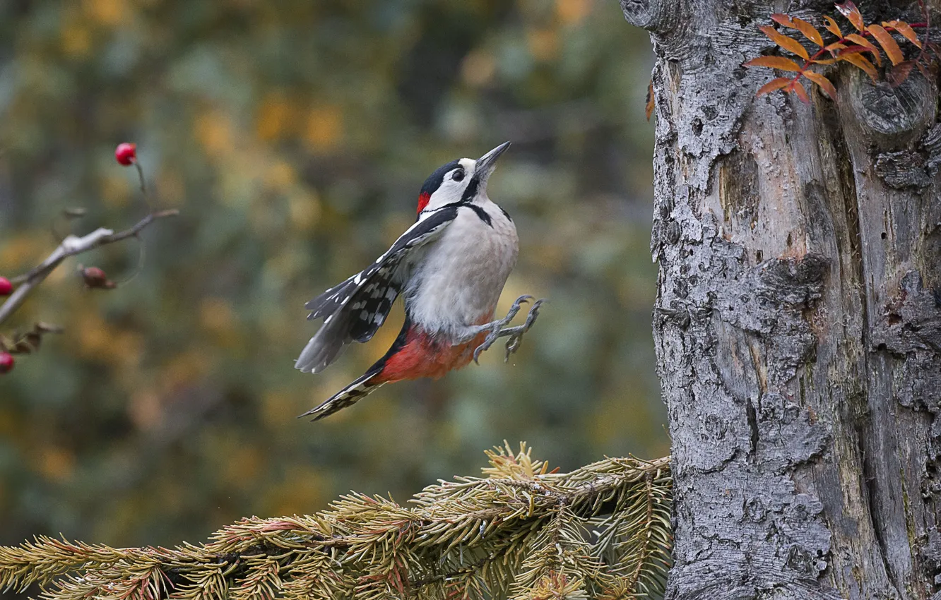 Photo wallpaper nature, tree, bird, branch, woodpecker, needles