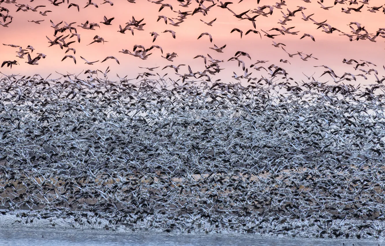 Wallpaper birds, pack, migration, white goose images for desktop, section  животные - download