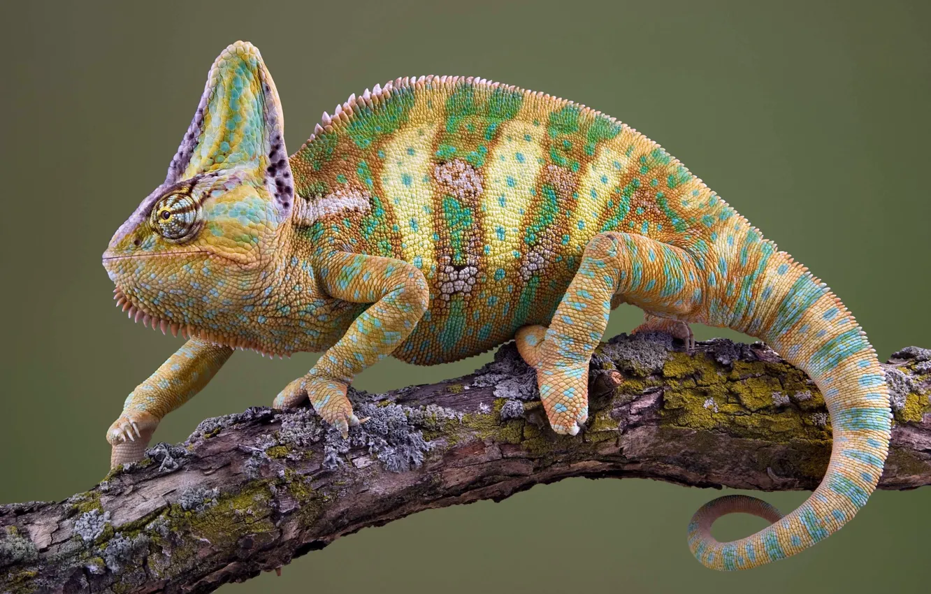 Photo wallpaper colorful, lizard, reptile, veiled chameleon, arabia