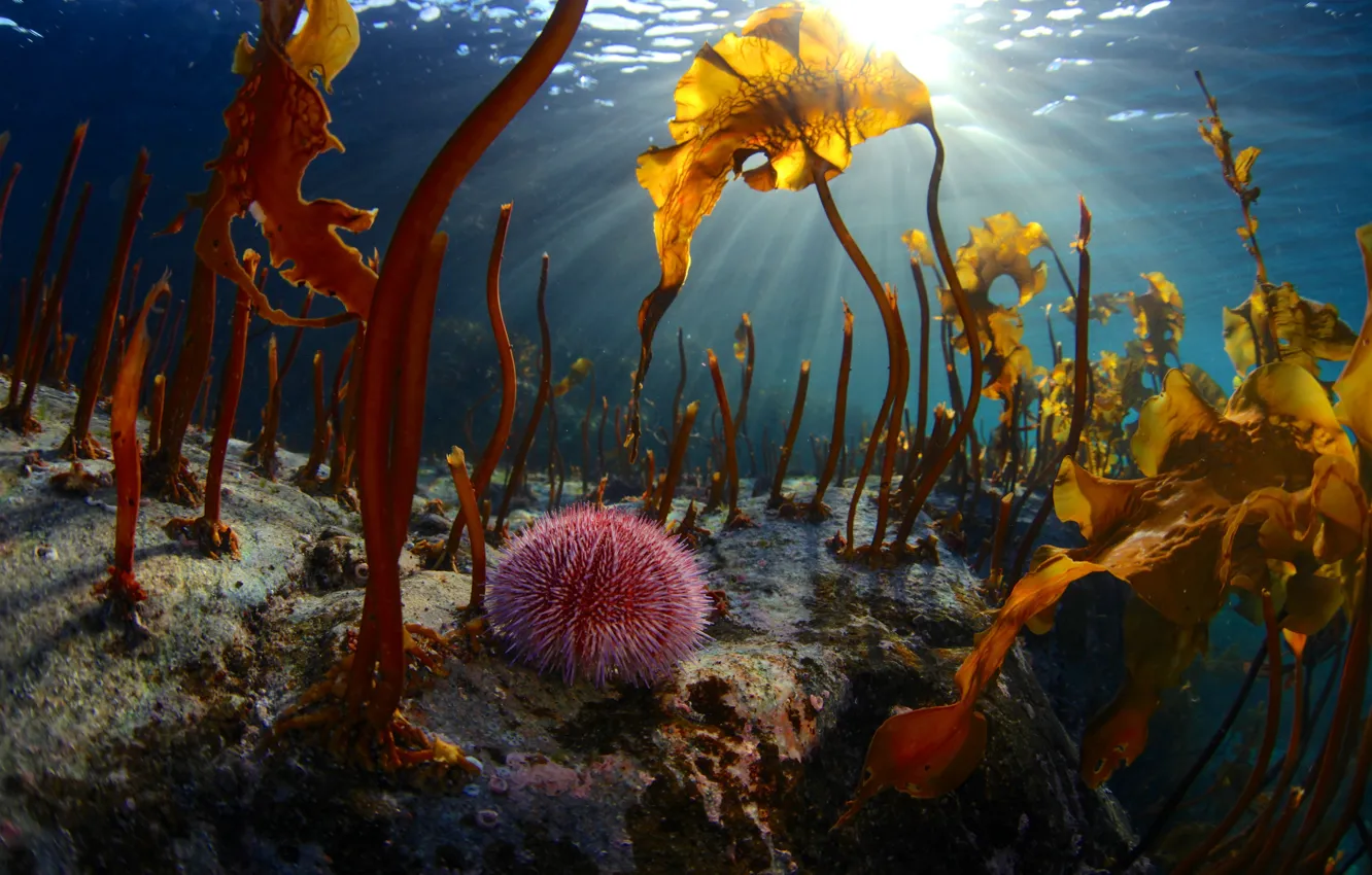 Photo wallpaper sea, rays, light, algae, nature, the bottom, under water, The Barents sea, Egor Nikiforov, echinus, …