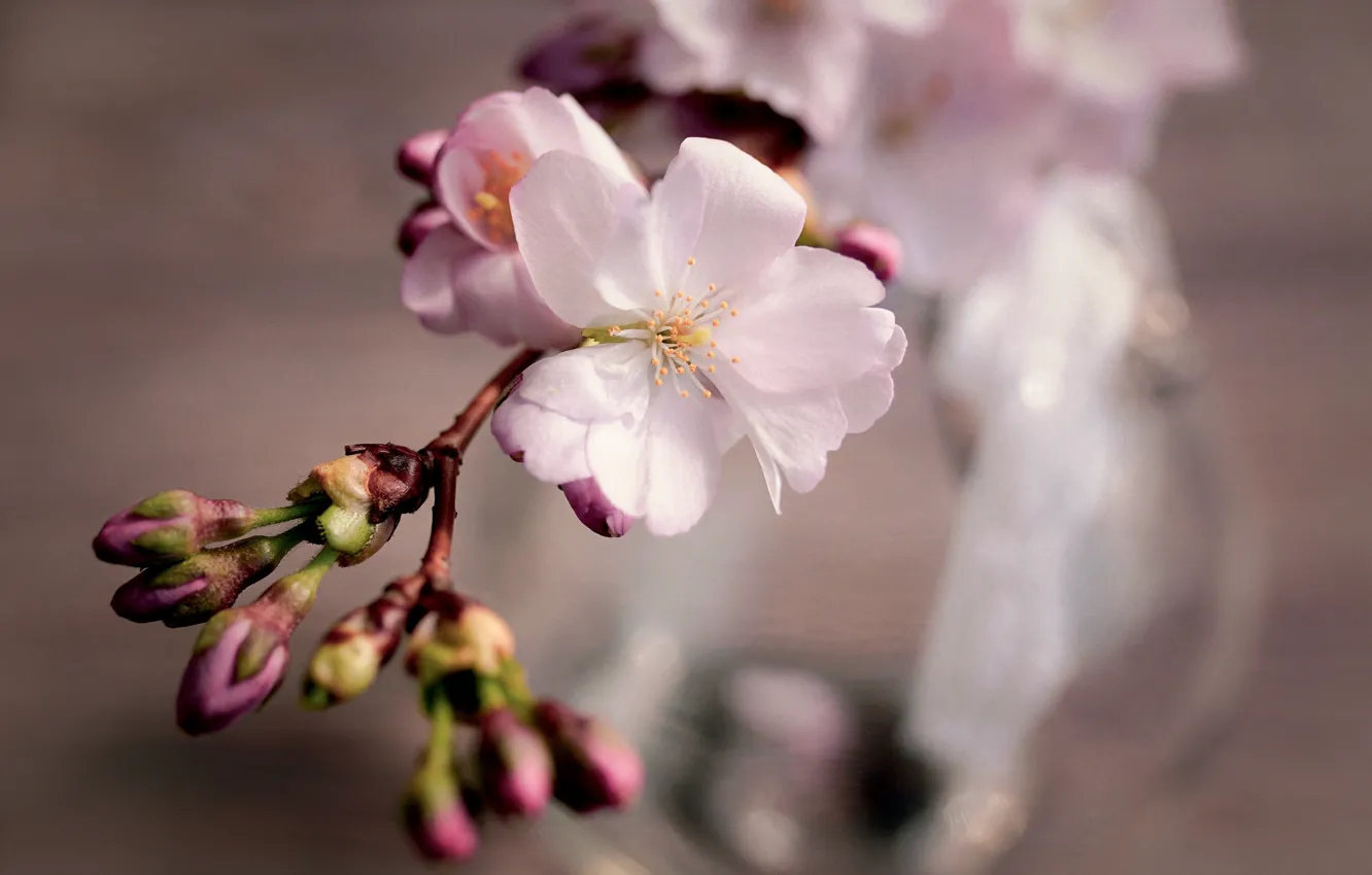 Photo wallpaper flower, cherry, sprig, spring, Sakura, buds, flowering, composition