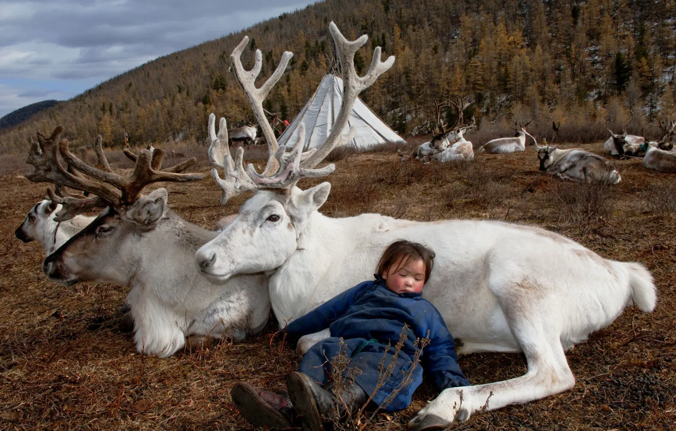 Photo wallpaper nature, life, girl, deer, Mongolia