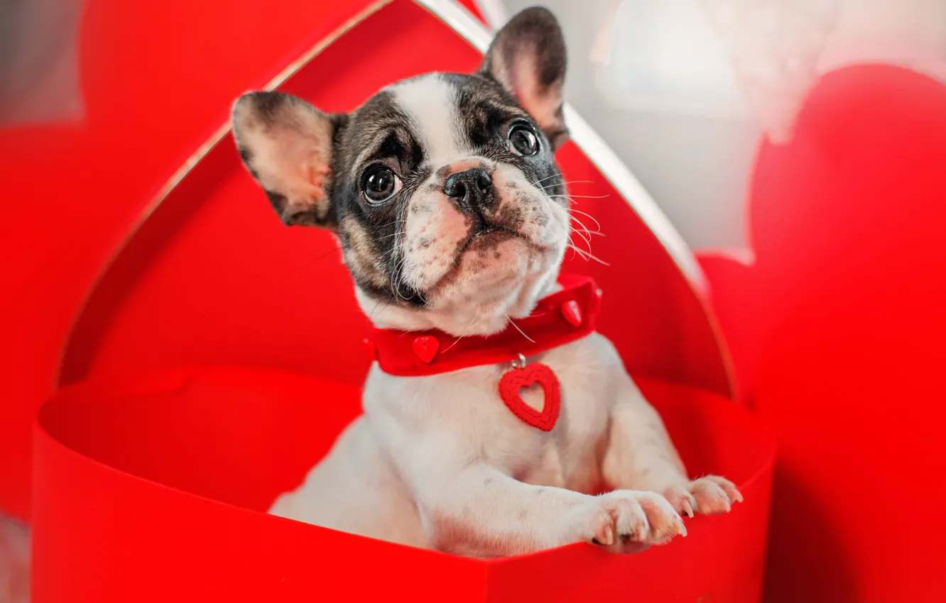 Wallpaper look, box, gift, heart, dog, baby, puppy, collar, red, French  bulldog, Valentine's Day, Valentine's day images for desktop, section  собаки - download