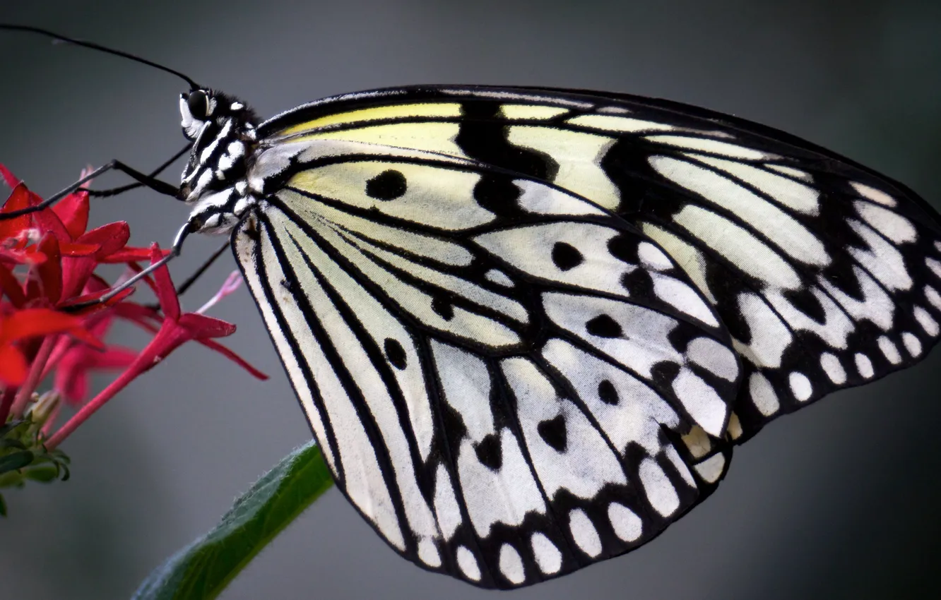 Photo wallpaper flower, butterfly, The idea of levkonoe