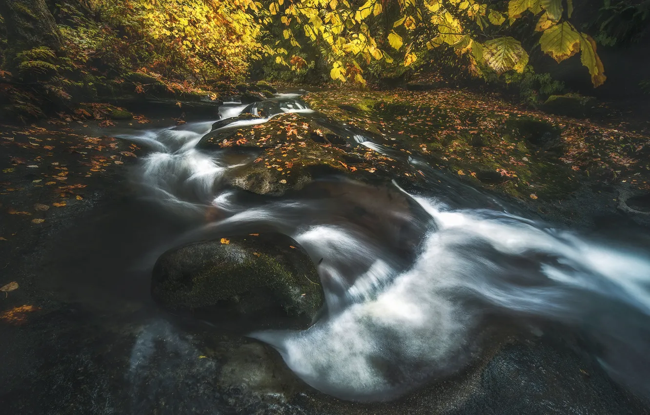 Photo wallpaper autumn, branches, stream, stones, shore, foliage, waterfall, river, falling leaves, pond, autumn leaves