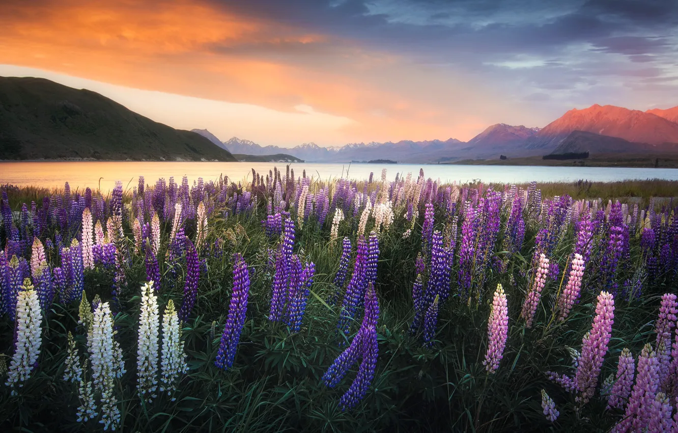 Wallpaper New Zealand, Lake Tekapo, Lupins images for desktop, section  природа - download